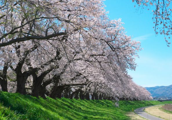 桜並木